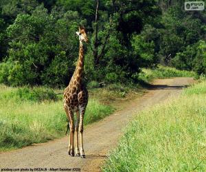 puzzel Giraffe op de weg