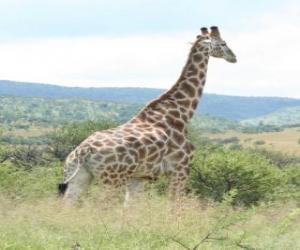 puzzel Giraffe te kijken naar het landschap