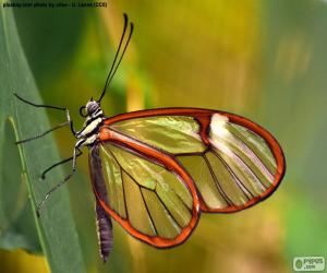 puzzel Glasswing vlinder, Greta oto