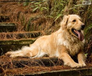 puzzel Golden retriever, in de tuin