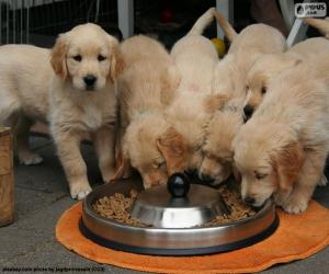 puzzel Golden retriever pups
