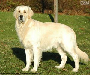 puzzel Golden retriever