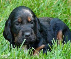 puzzel Gordon Setter puppy