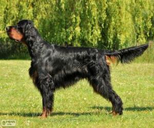 puzzel Gordon setter