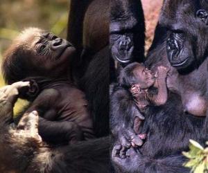 puzzel gorilla familie