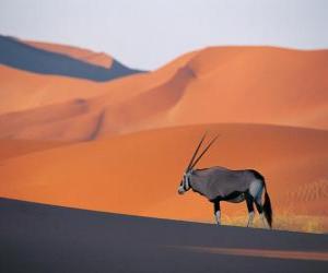 puzzel Grant&#39;s Gazelle met lange hoorns in de duinen van de woestijn
