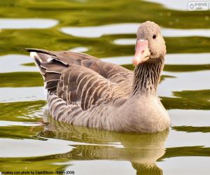 puzzel Grauwe gans