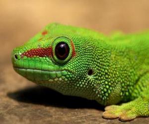 puzzel Green Lizard