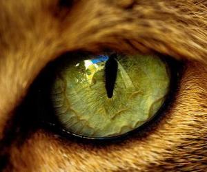 puzzel groen-eyed kat