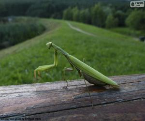 puzzel Groene Bidsprinkhaan