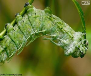 puzzel Groene Caterpillar
