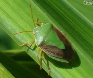 puzzel Groene hilare