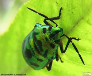 puzzel Groene kever