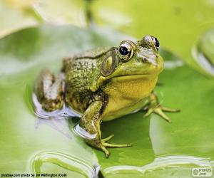 puzzel Groene kikker