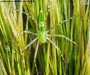 puzzel Groene lynx spin