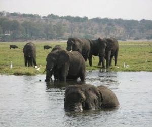 puzzel Groep olifanten in een vijver in de savanne