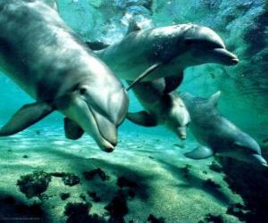 puzzel Groep van dolfijnen zwemmen in de zee