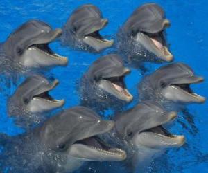 puzzel Groep van dolfijnen