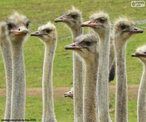 puzzel Groep van struisvogels