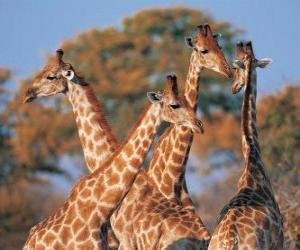 puzzel Groep van vier giraf