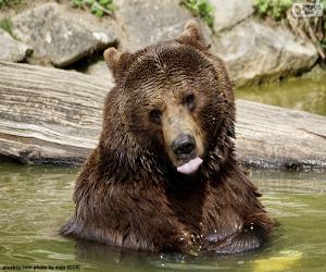 puzzel Grote beer in het water