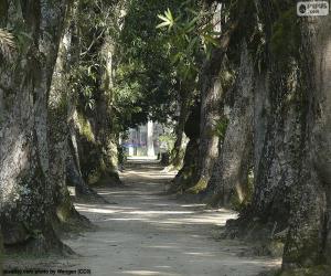 puzzel Grote bomen, Brazilië