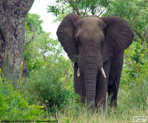 puzzel Grote olifant in het bos