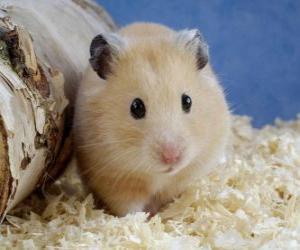 puzzel Hamster, gebruikte knaagdieren als huisdieren en proefdieren