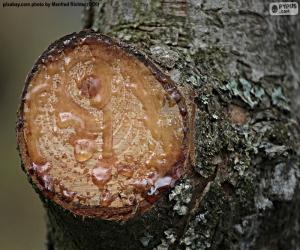 puzzel Hars van een pijnboom