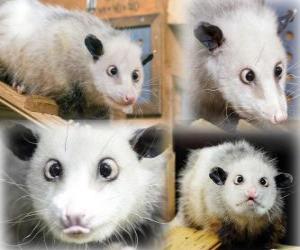 puzzel Heidi, Opossum Zoo Leipzig, Duitsland