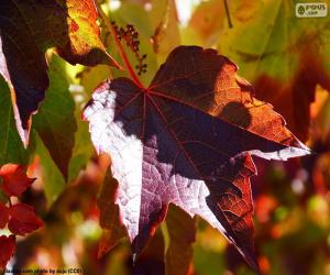 puzzel Herfst in de wijngaard