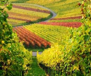 puzzel herfst landschap in de Wijngaard