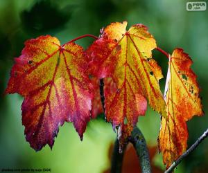 puzzel Herfstbladeren