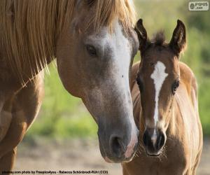 Heerlijk Relativiteitstheorie koud puzzels Paarden puzzels en legpuzzels