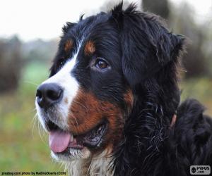 puzzel Het hoofd van de Berner Sennenhond