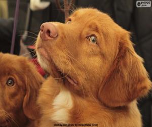 puzzel Het nieuwe Hoofd van de Retriever van Schotland