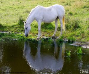 puzzel Het witte paard drinken