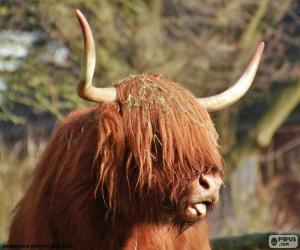 puzzel Highland cow hoofd
