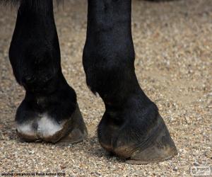 puzzel Hoeven van het paard