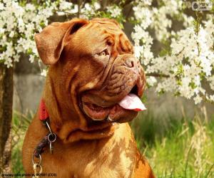 puzzel Hoofd van de Bordeauxdog