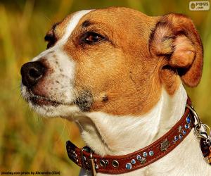 puzzel Hoofd van de Jack Russell Terriër