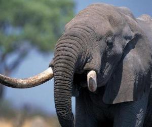 puzzel Hoofd van een grote olifant