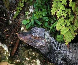 puzzel Hoofd van een krokodil op de loer voor een prooi tussen planten