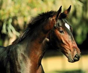 puzzel Hoofd, volbloed paard, zijaanzicht