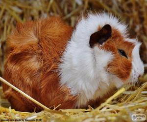 puzzel Huiscavia