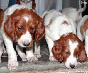 puzzel Ierse rode en witte Setter puppies