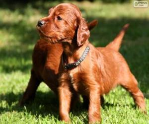 puzzel Ierse Setter puppy