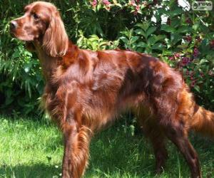 puzzel Ierse Setter