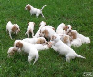 puzzel IIstrian kratkodlaki gonic pups