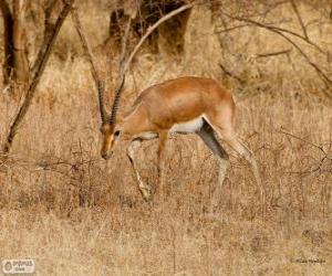 puzzel Indische gazelle